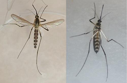 Réf. 231 351 : Aedes geniculatus